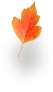 Autumn Leaf