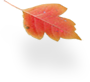 Autumn Leaf